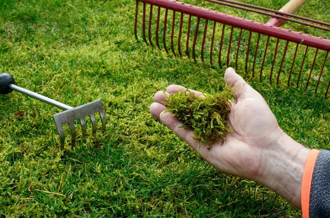 Best Moss Killer for Lawns in Ireland | Everything You Need to Know