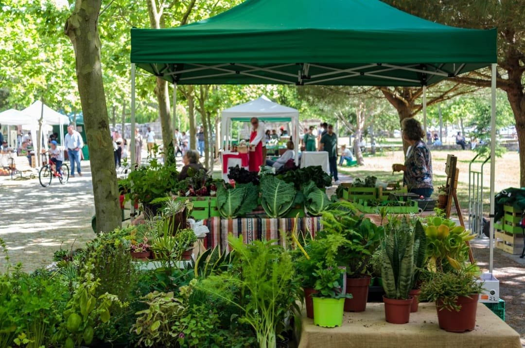 Herbert Park Market: Everything You Need to Know About Visiting Herbert Park Market